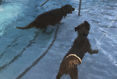 Pooch Plunge PAWty