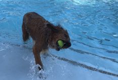 Pooch Plunge PAWty