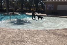 Pooch Plunge K9