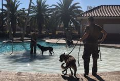 Pooch Plunge K9