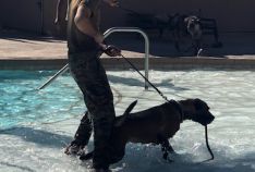 Pooch Plunge K9