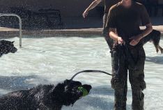 Pooch Plunge K9