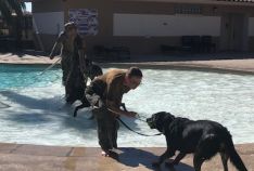 Pooch Plunge K9