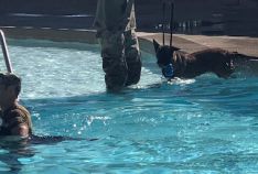 Pooch Plunge K9