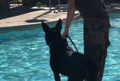 Pooch Plunge K9